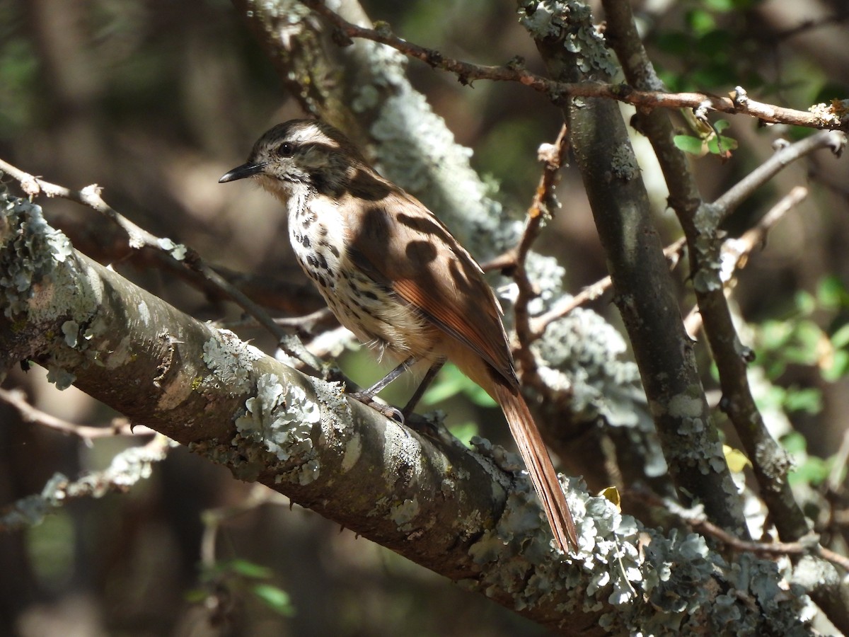 Spotted Morning-Thrush - Adrián Colino Barea