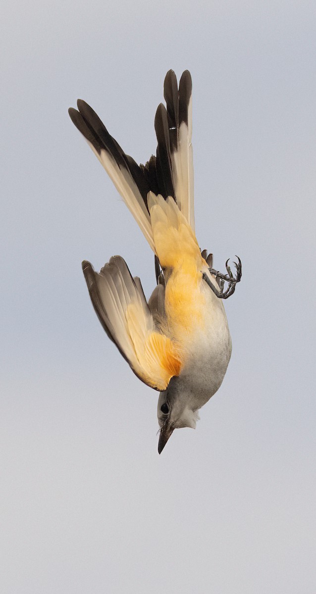 Scissor-tailed Flycatcher - Greg Bodker