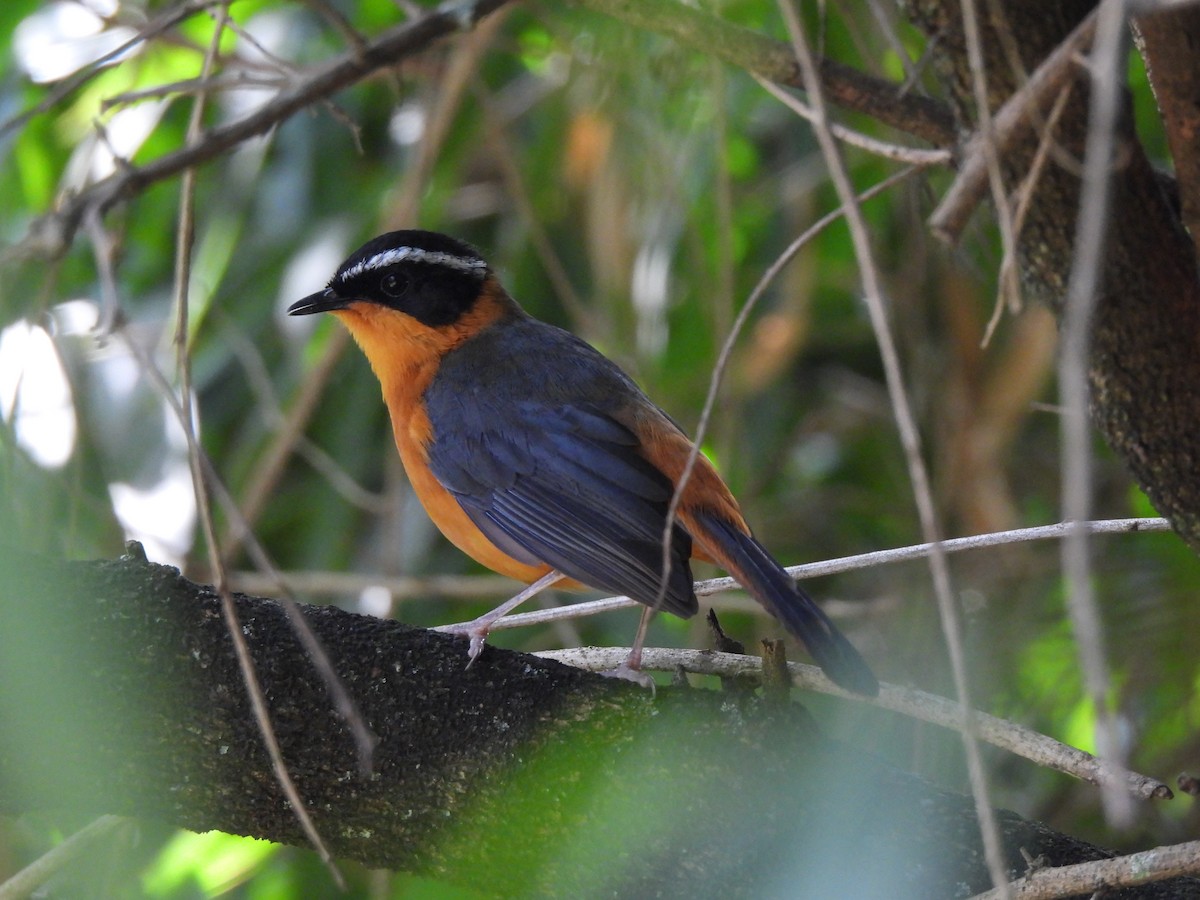 Rüppell's Robin-Chat - Adrián Colino Barea