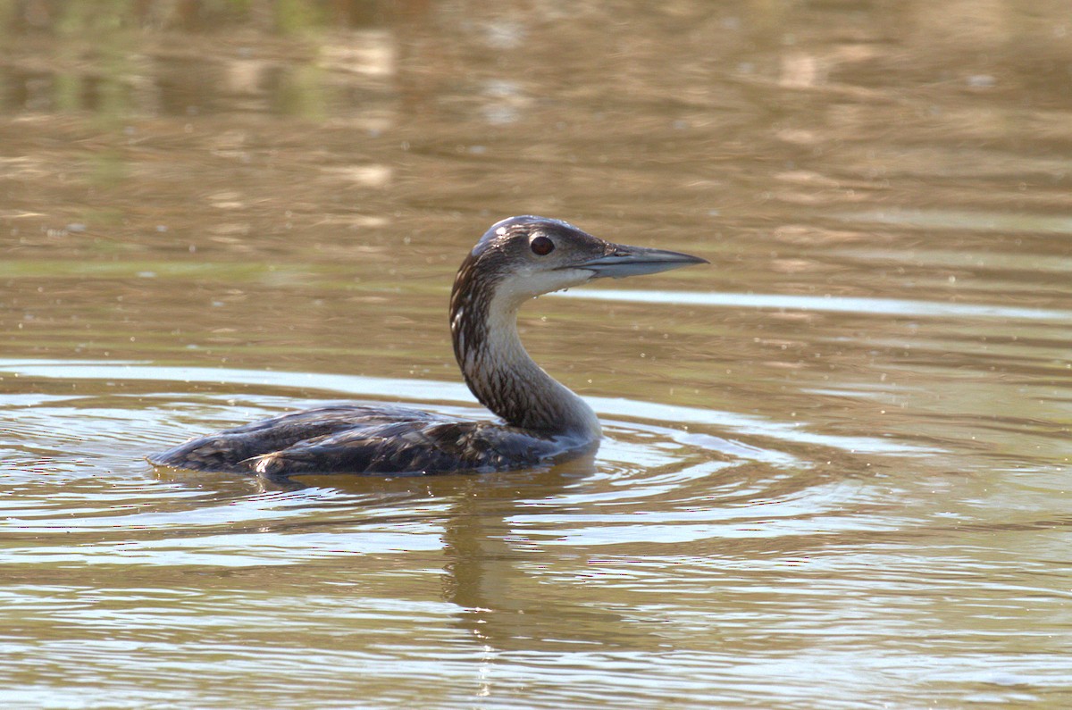 Plongeon huard - ML62488351