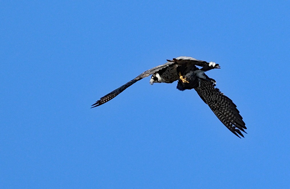 Peregrine Falcon - ML624883514