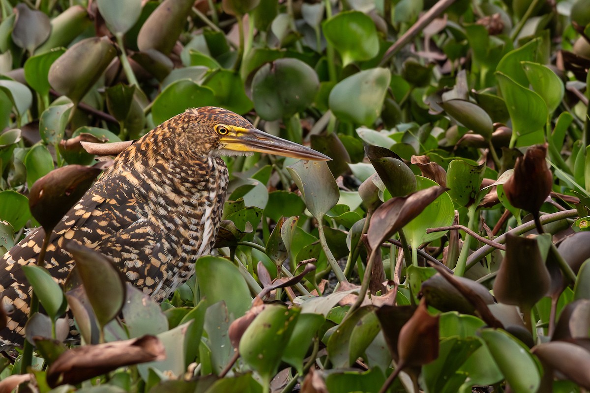Rufescent Tiger-Heron - ML624883537