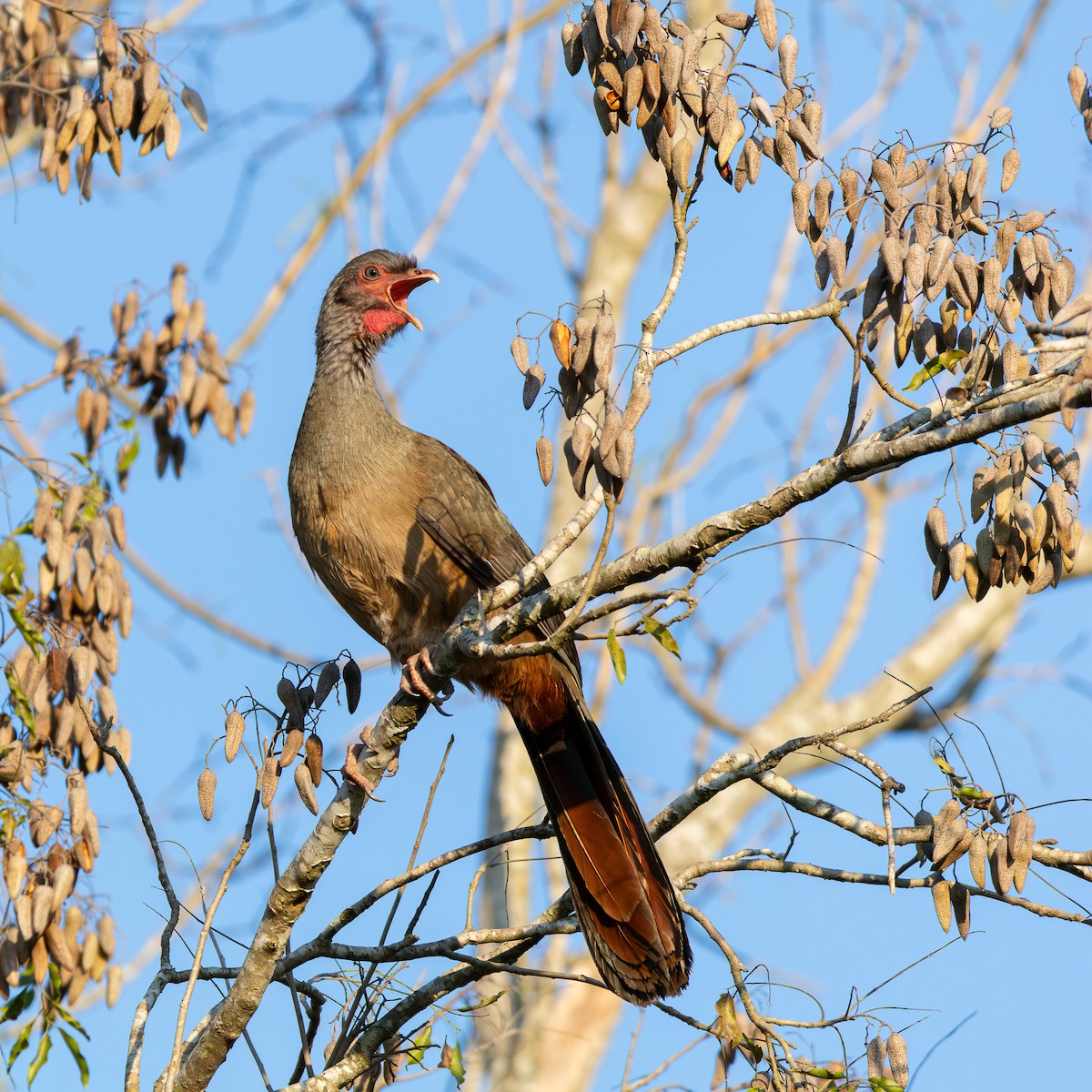 Chaco Chachalaca - ML624883544