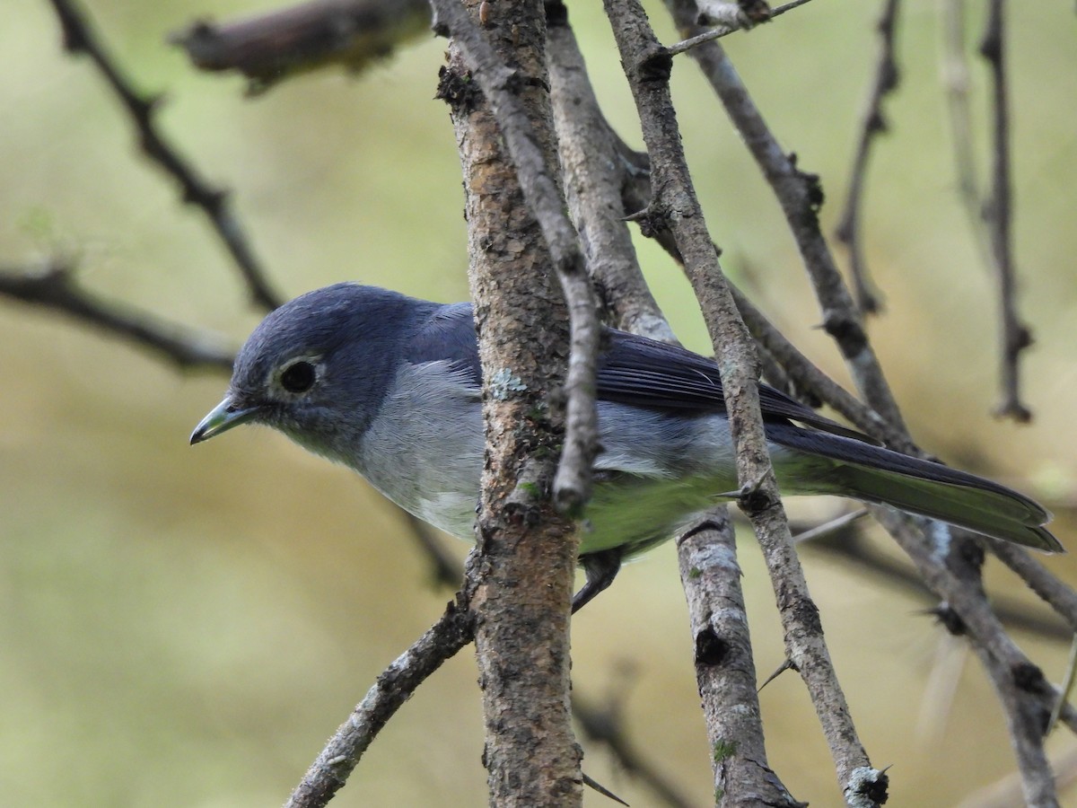White-eyed Slaty-Flycatcher - Adrián Colino Barea