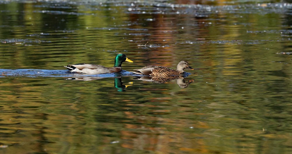 Mallard - ML624883605