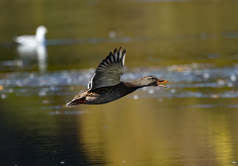 Mallard - ML624883606