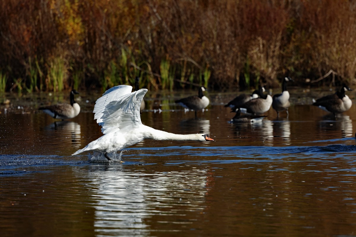 Mute Swan - ML624883657