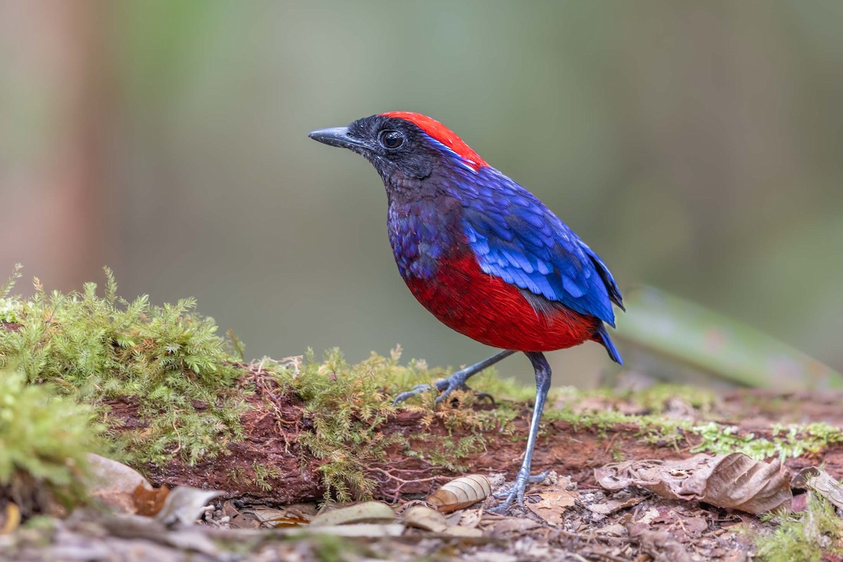 Garnet Pitta - ML624883672