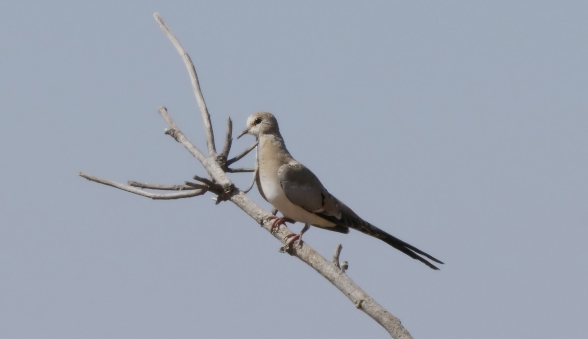 Namaqua Dove - ML624883712