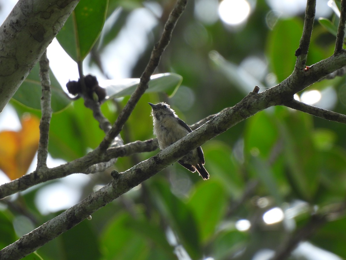 Cambodian Flowerpecker - Adrián Colino Barea