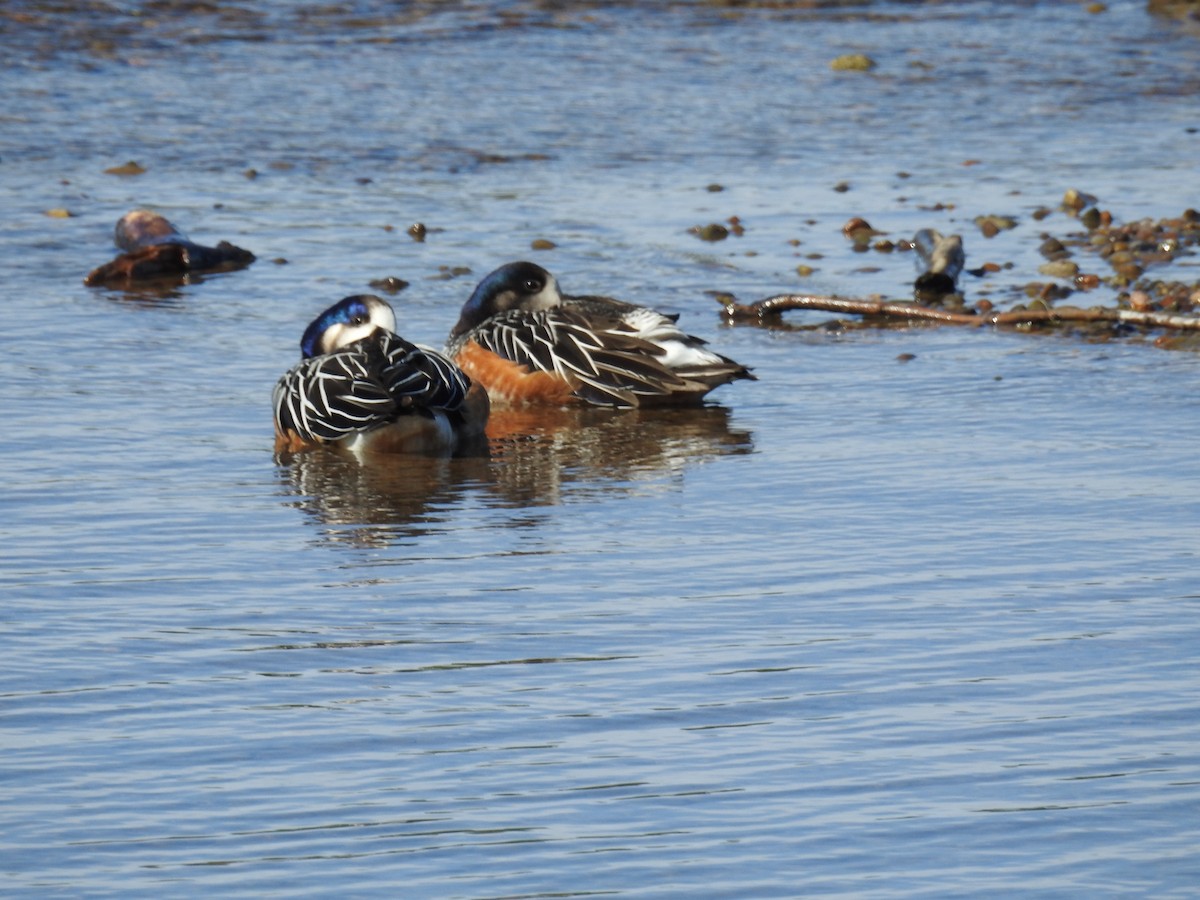 Chiloe Wigeon - ML624883747