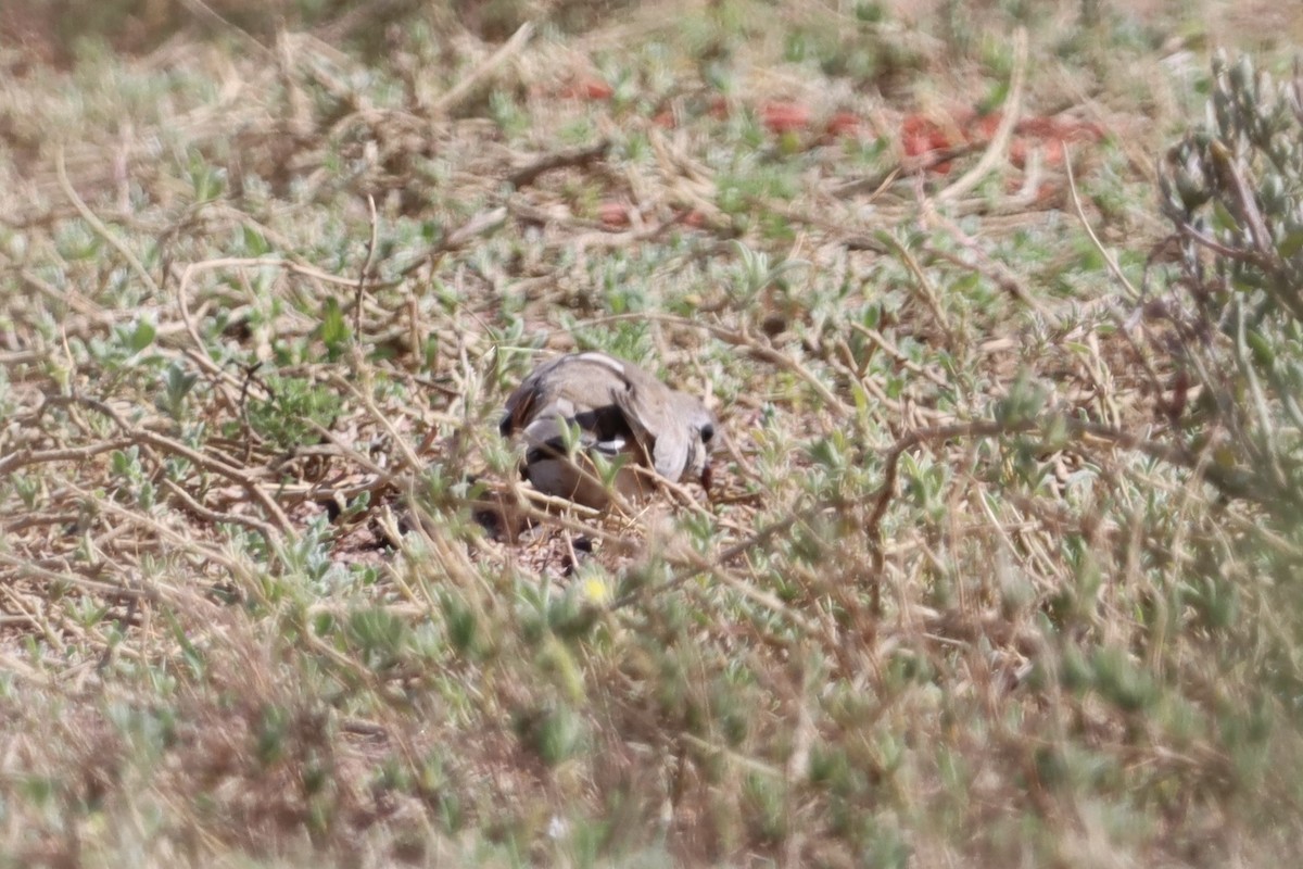 Namaqua Dove - ML624883859