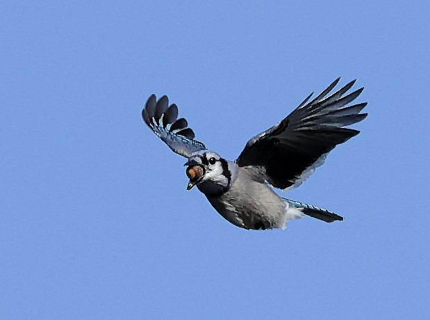 Blue Jay - ML624883862