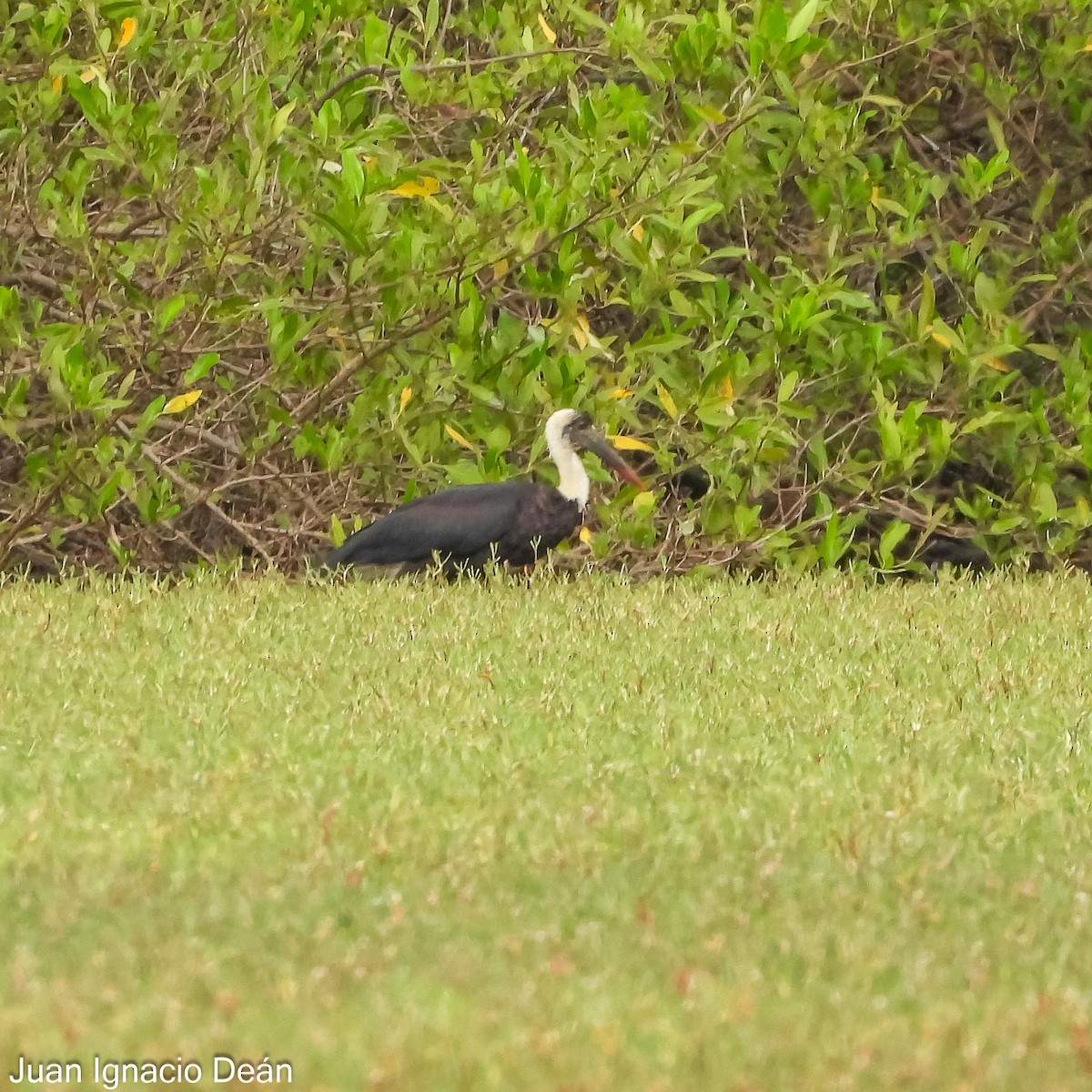 African Woolly-necked Stork - ML624883873