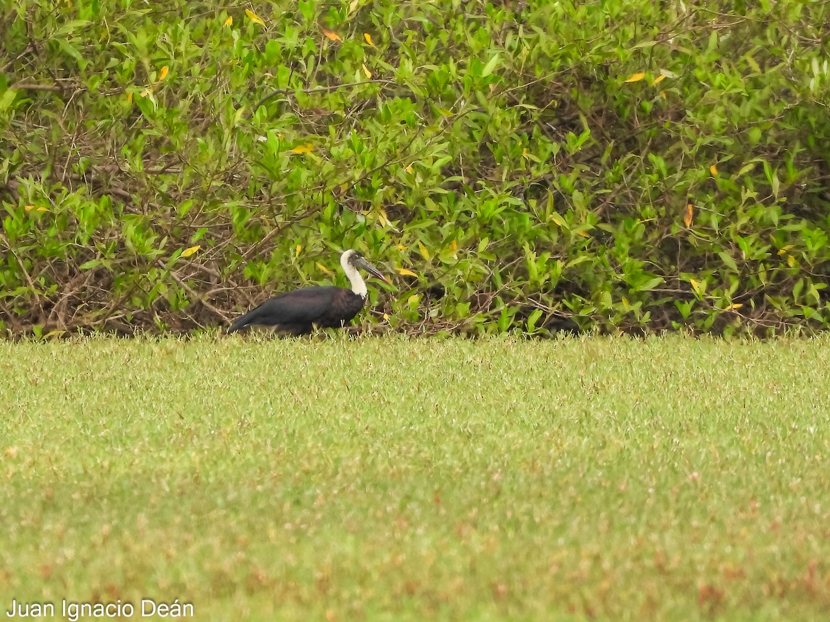 African Woolly-necked Stork - ML624883874