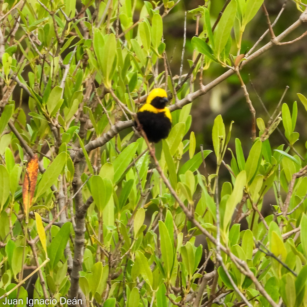 Yellow-crowned Bishop - Juan I. Deán