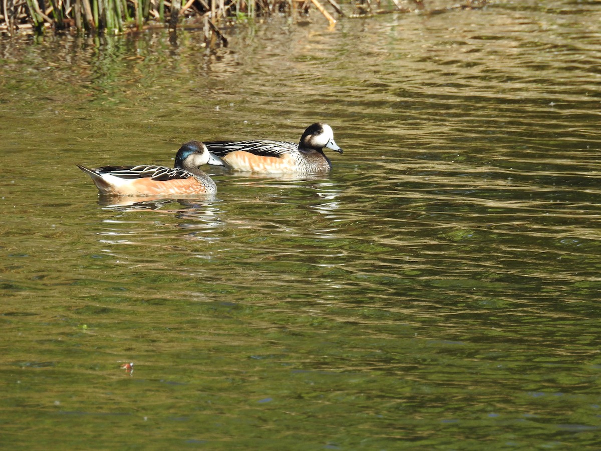 Chiloe Wigeon - ML624883893