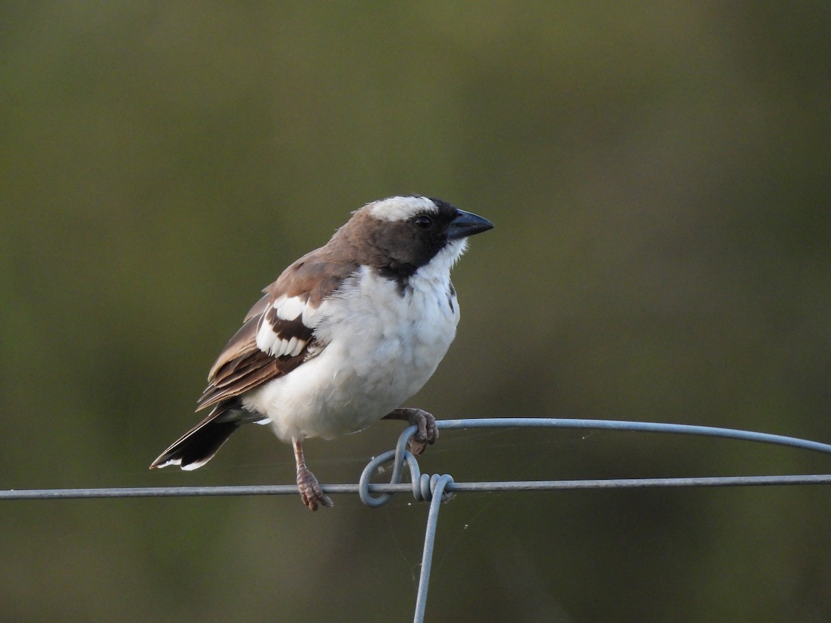 White-browed Sparrow-Weaver - Adrián Colino Barea