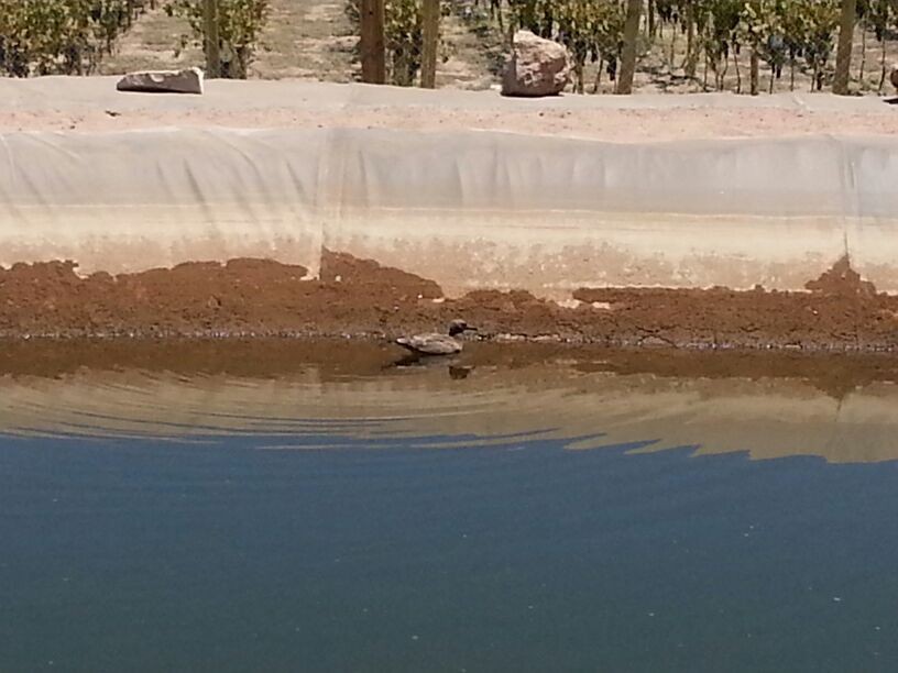 Gray Gull - ML624884092