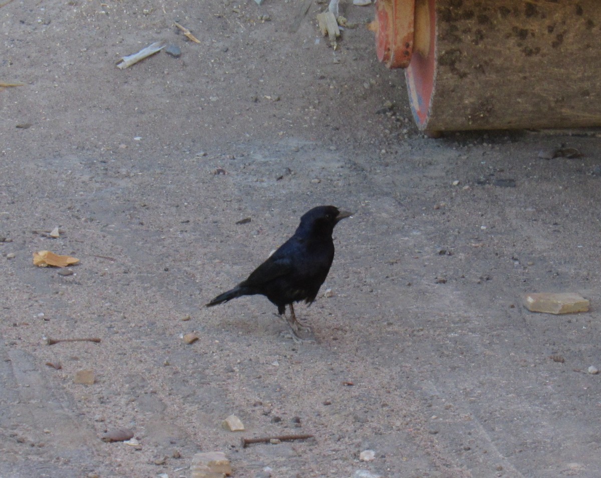 Shiny Cowbird - ML624884117