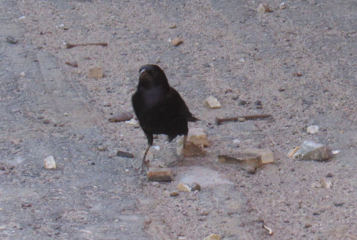 Shiny Cowbird - ML624884118