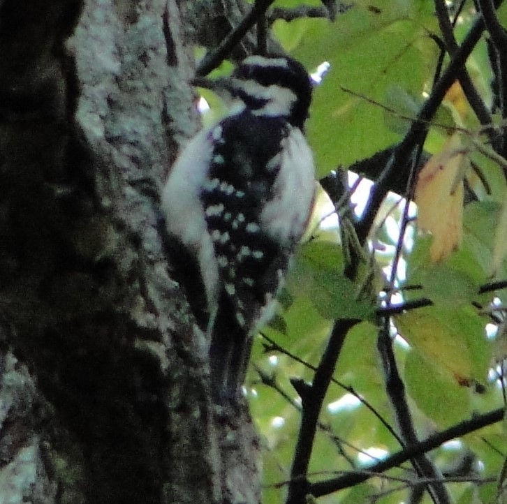 セジロアカゲラ - ML624884140