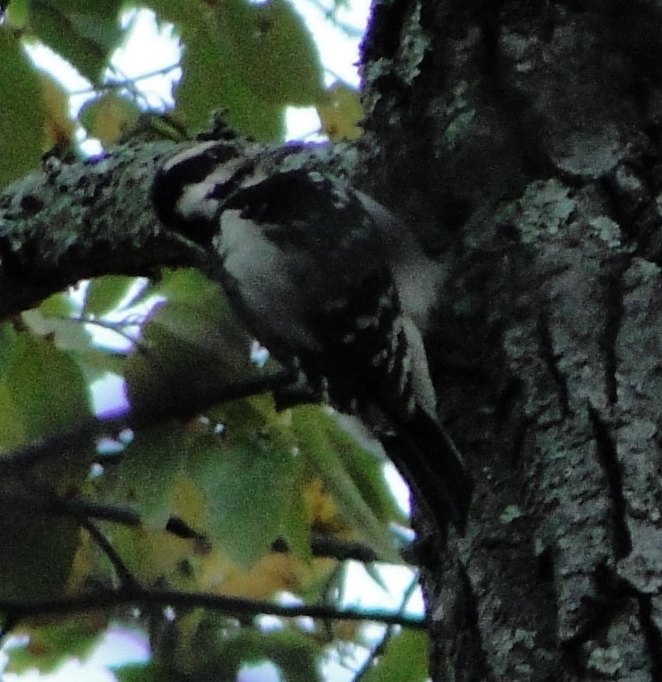 セジロアカゲラ - ML624884141