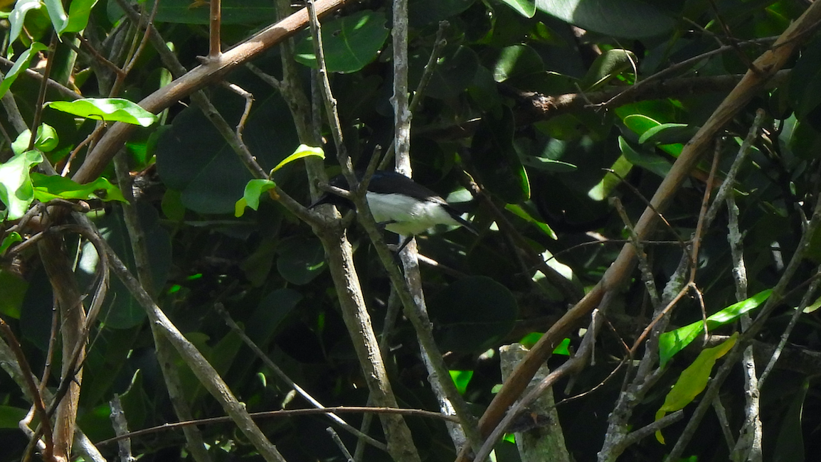 Amani Sunbird - Adrián Colino Barea