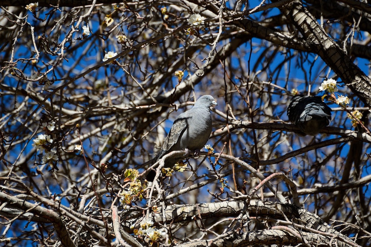 Spot-winged Pigeon (albipennis) - ML624884200