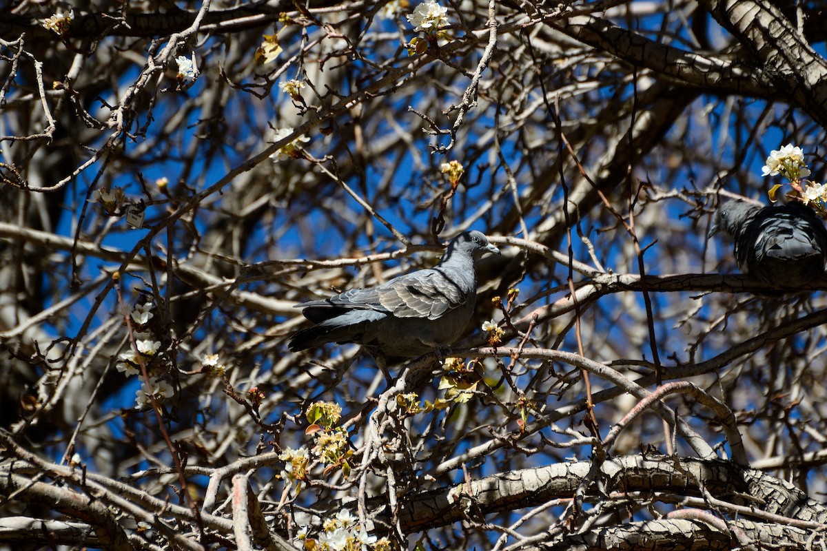 Spot-winged Pigeon (albipennis) - ML624884202
