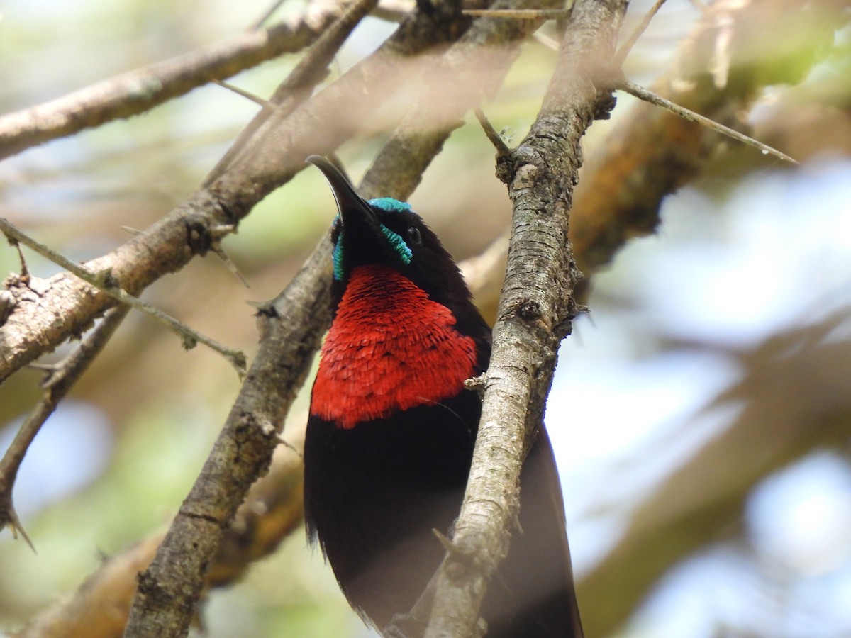 Scarlet-chested Sunbird - Adrián Colino Barea