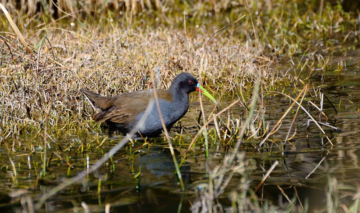 Plumbeous Rail - ML624884224