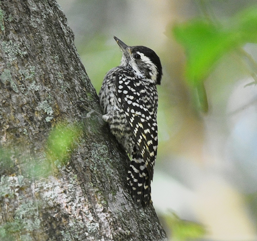 Checkered Woodpecker - ML624884259