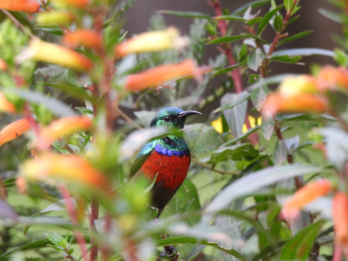 Northern Double-collared Sunbird - Adrián Colino Barea