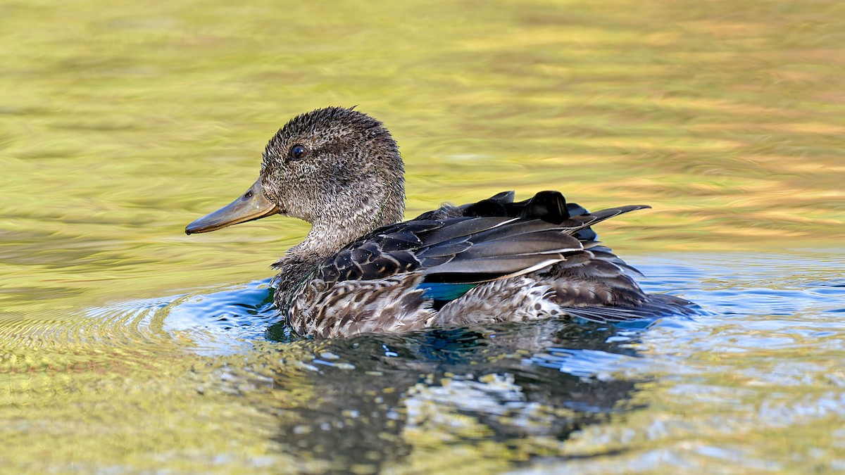 Green-winged Teal - ML624884299