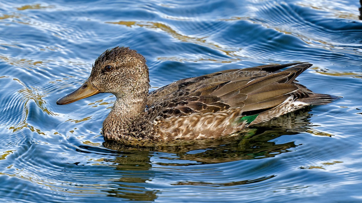 Green-winged Teal - ML624884300