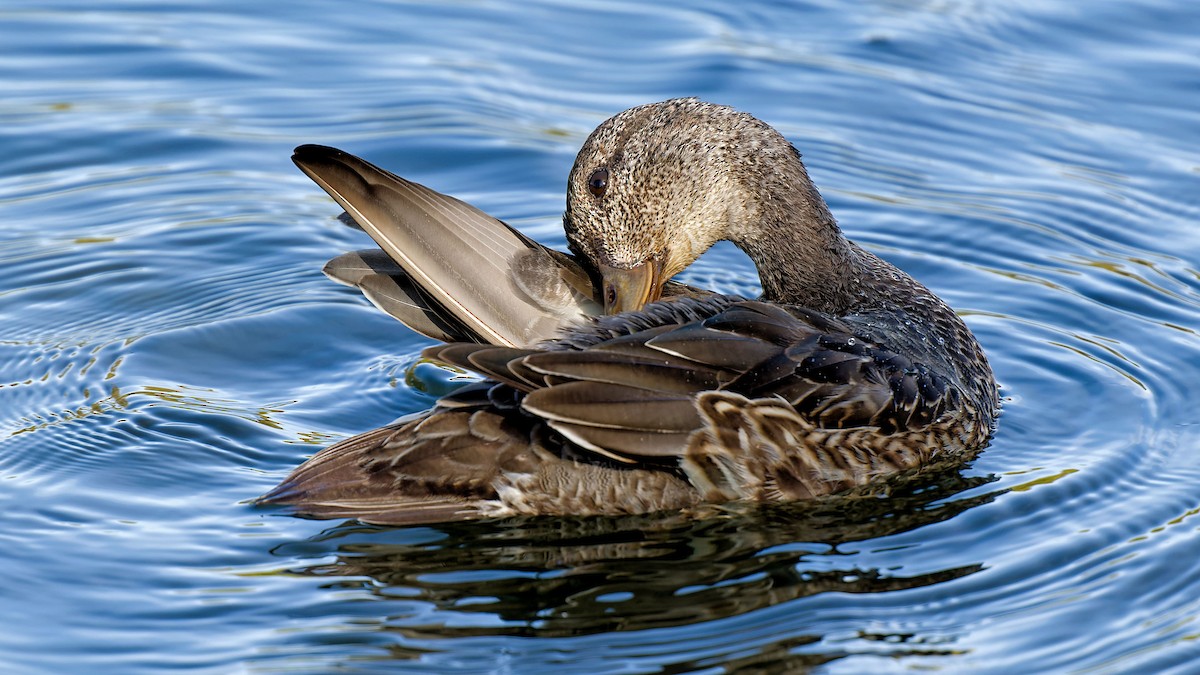 Green-winged Teal - ML624884301