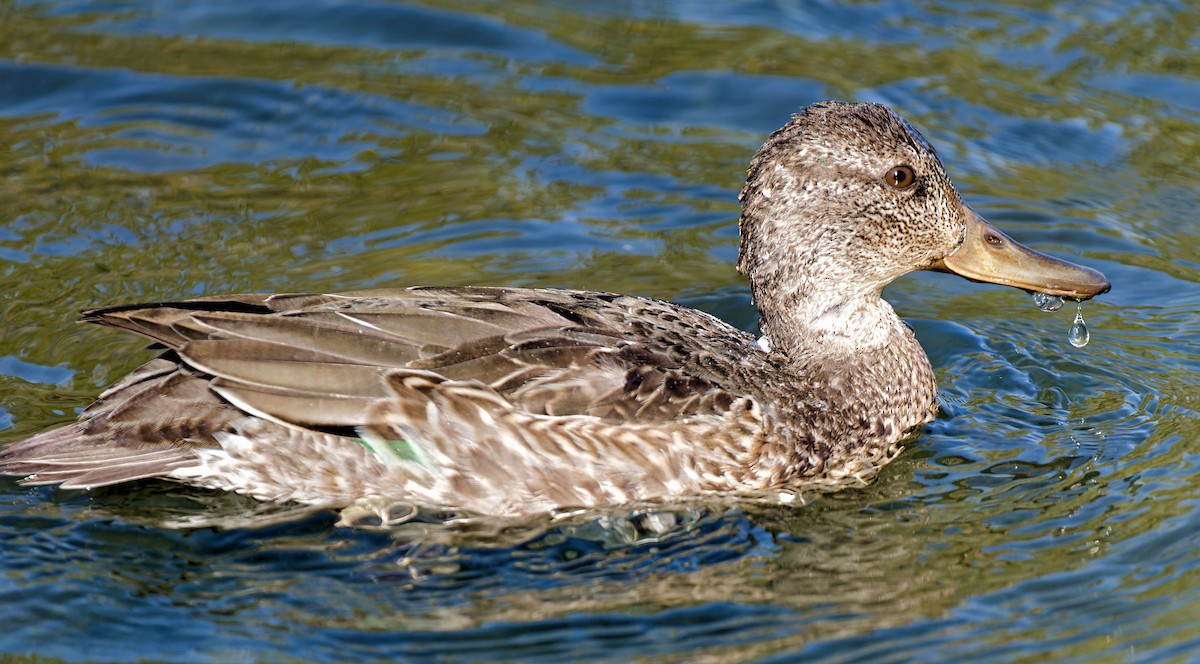 Green-winged Teal - ML624884302