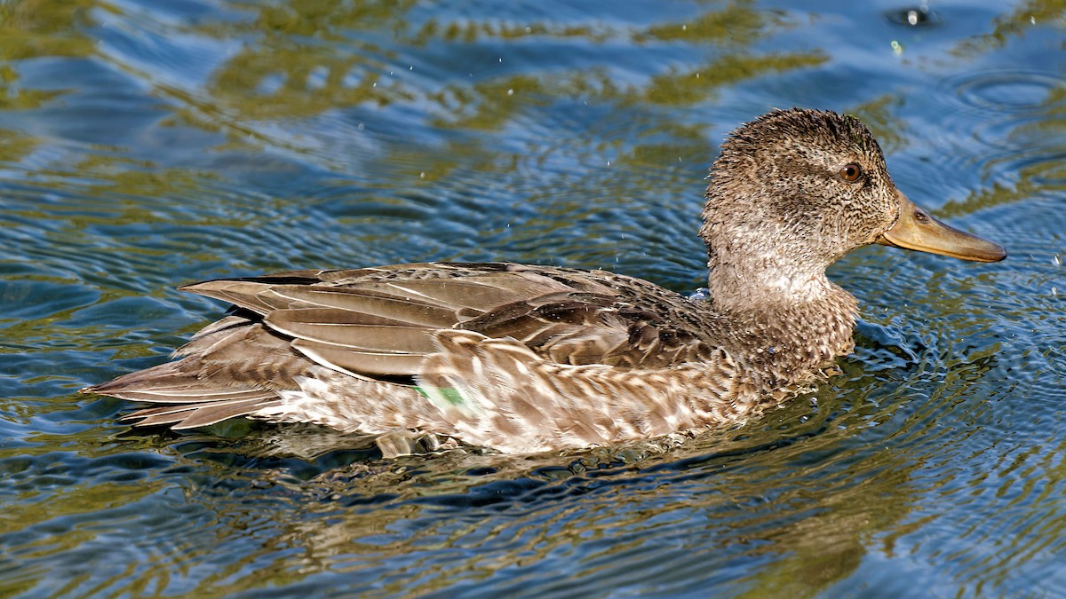 Green-winged Teal - ML624884303