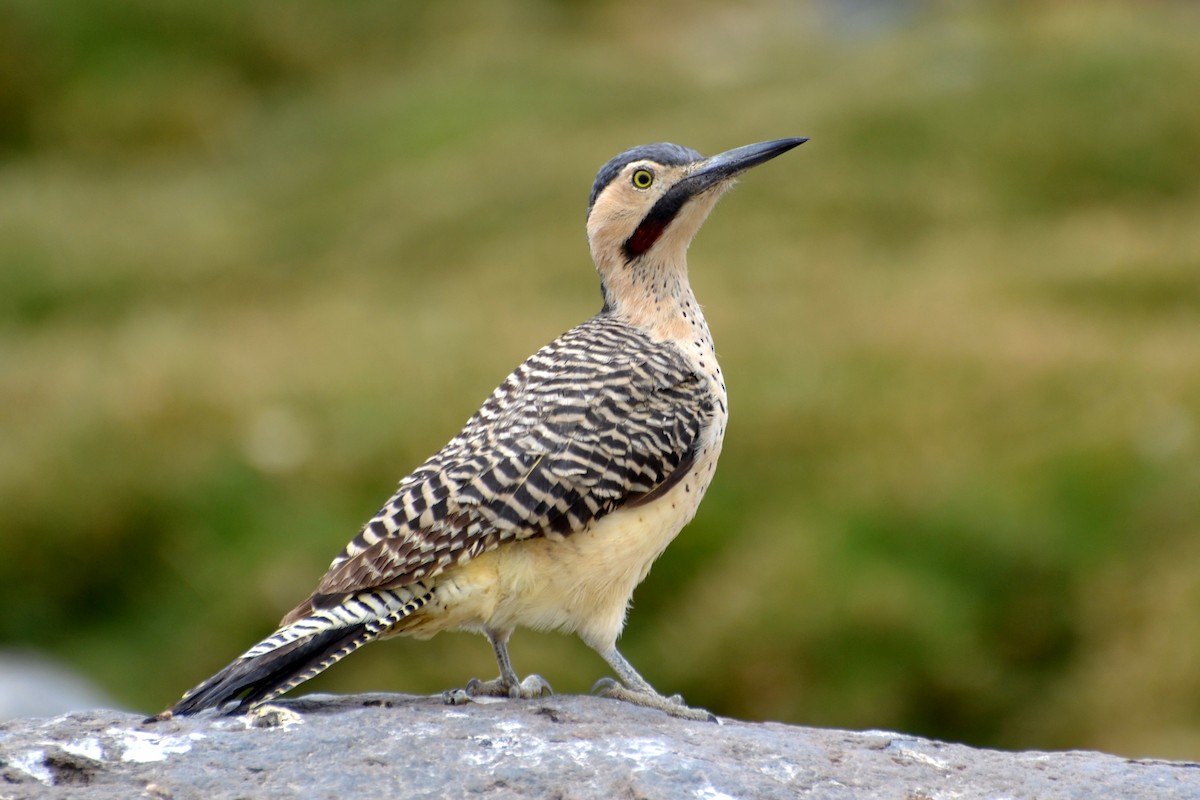 Andean Flicker - ML624884343