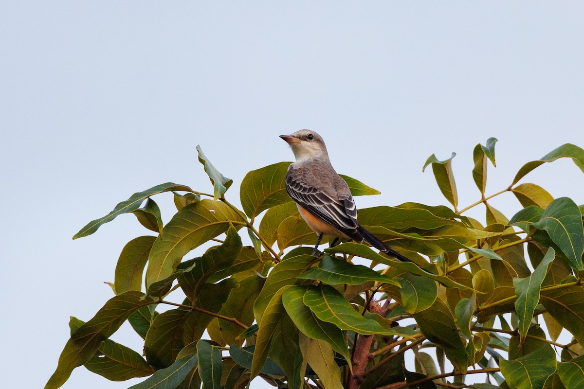 Scissor-tailed Flycatcher - ML624884367