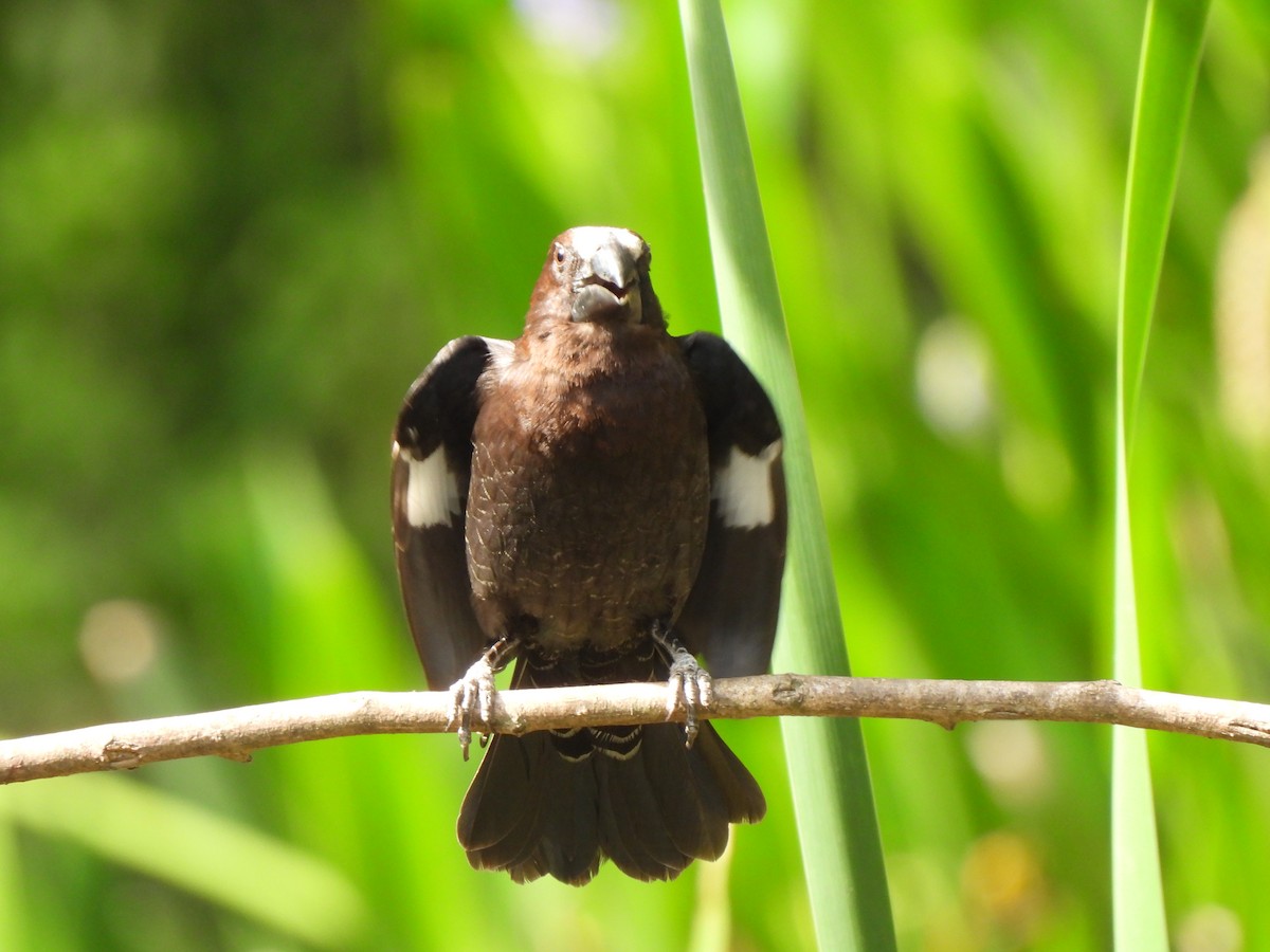 Grosbeak Weaver - Adrián Colino Barea