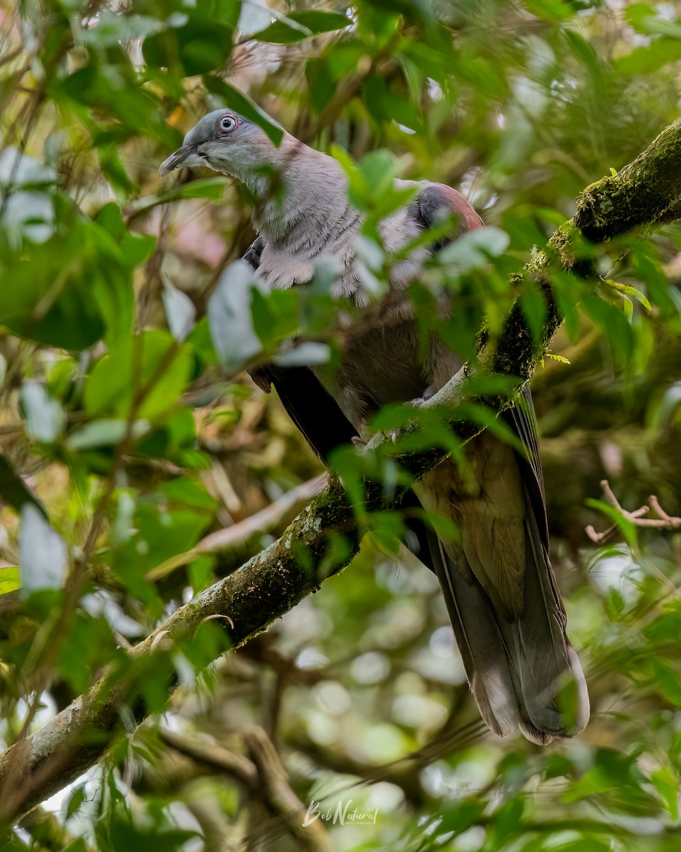 Mountain Imperial-Pigeon - ML624884459