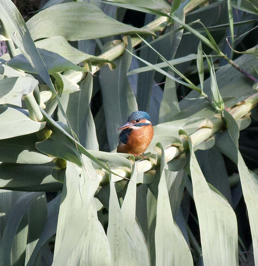 Common Kingfisher - ML624884466
