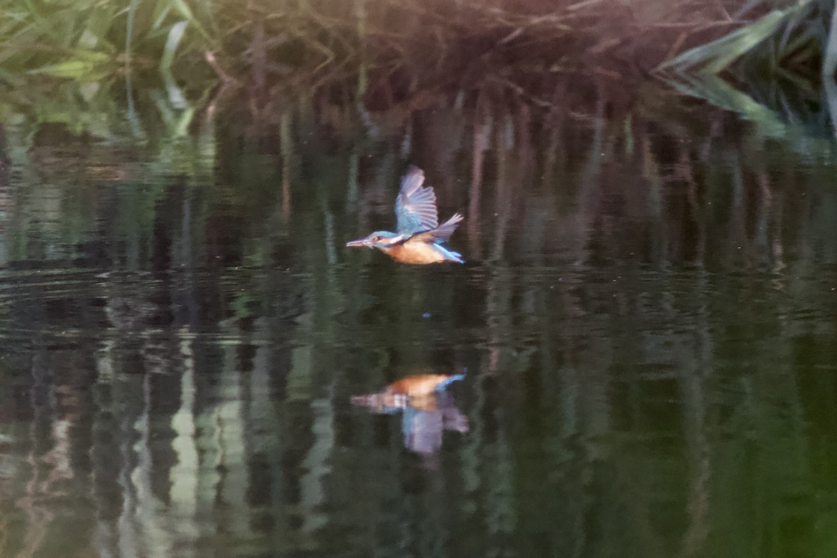 Common Kingfisher - ML624884467