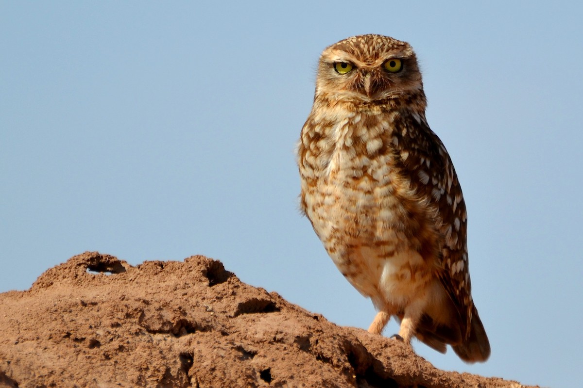 Burrowing Owl - ML624884477