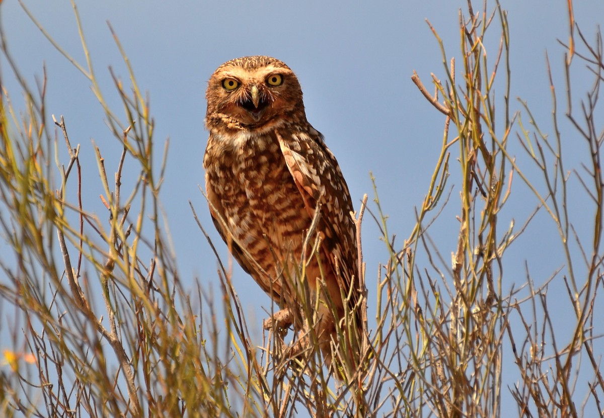 Burrowing Owl - ML624884478