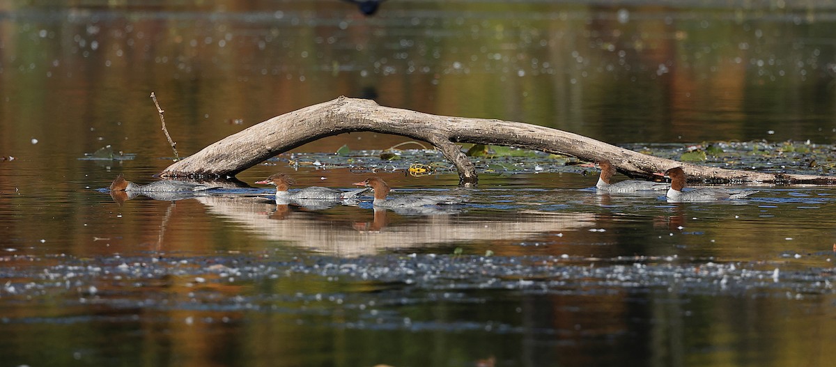 Common Merganser - ML624884512