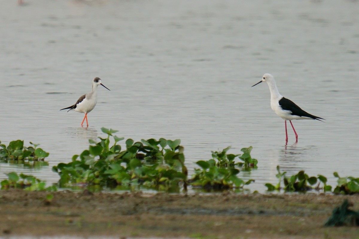Black-winged Stilt - ML624884516