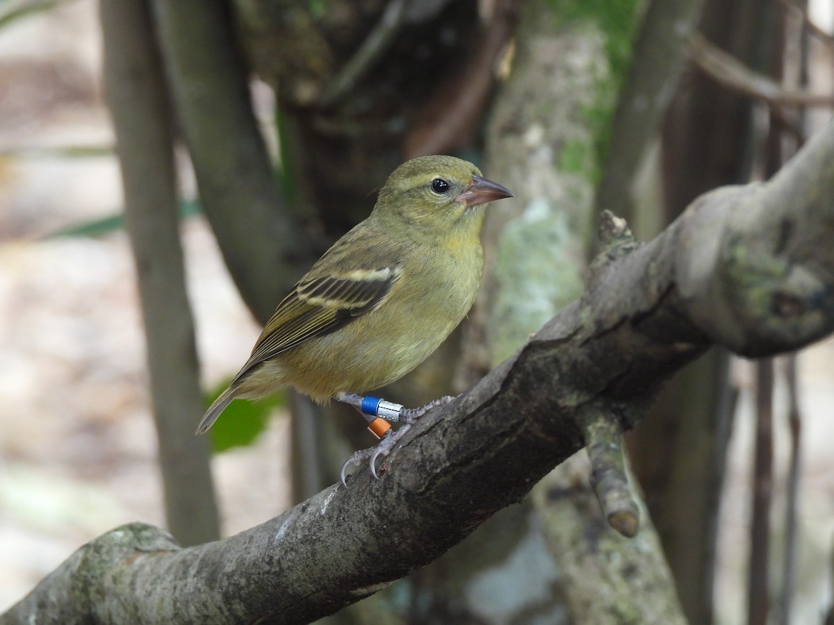 Mauritius Fody - Adrián Colino Barea